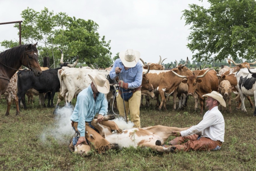 Branding day at the 1,800-acre Lonesome Pine Ranch, a working cattle ranch that is part of the Texas Ranch Life ranch resort near Chappell Hill in Austin County, Texas