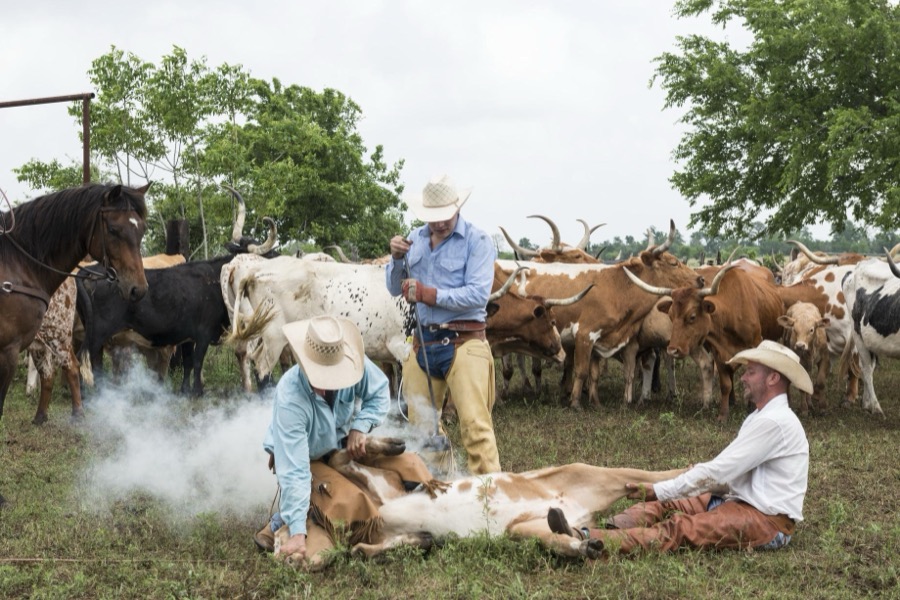 Branding day at the 1,800-acre Lonesome Pine Ranch, a working cattle ranch that is part of the Texas Ranch Life ranch resort near Chappell Hill in Austin County, Texas