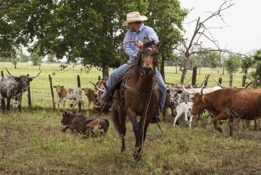 Cowhand Craig Bauer, atop his horse, Spaghetti, on the prowl for longhorn heifers and calves on branding day at the 1,800-acre Lonesome Pine Ranch, a working cattle ranch that is part of the Texas Ranch Life ranch resort near Chappell Hill in Austin County, Texas