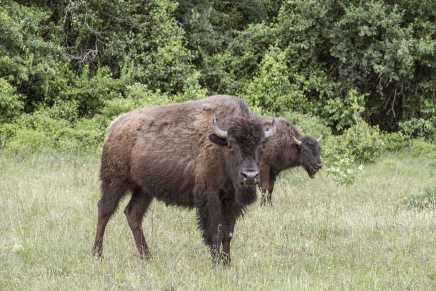 American bison at the 1,800-acre Lonesome Pine Ranch, a working cattle ranch that is part of the Texas Ranch Life ranch resort near Chappell Hill in Austin County, Texas
