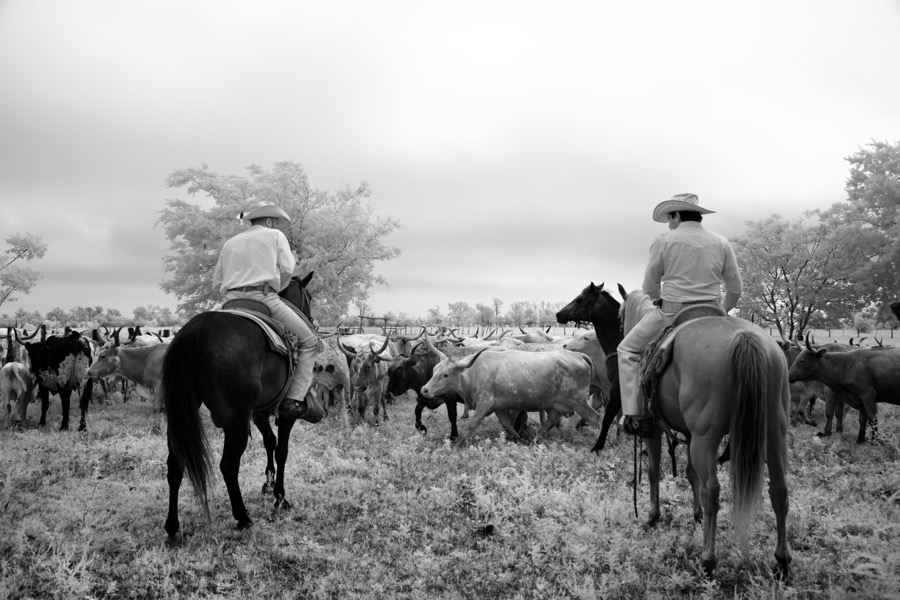 Cowhands surveying the longhorn herd at the 1,800-acre Lonesome Pine Ranch, a working cattle ranch that is part of the Texas Ranch Life ranch resort near Chappell Hill in Austin County, Texas