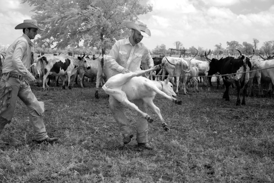 Branding day for heifers at the 1,800-acre Lonesome Pine Ranch, a working cattle ranch that is part of the Texas Ranch Life ranch resort near Chappell Hill in Austin County, Texas