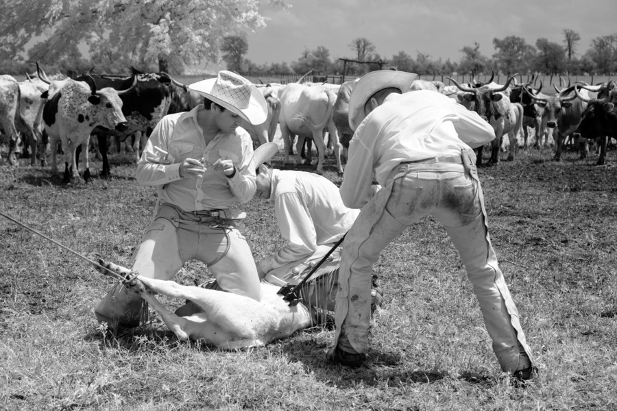 Branding day for heifers at the 1,800-acre Lonesome Pine Ranch, a working cattle ranch that is part of the Texas Ranch Life ranch resort near Chappell Hill in Austin County, Texas