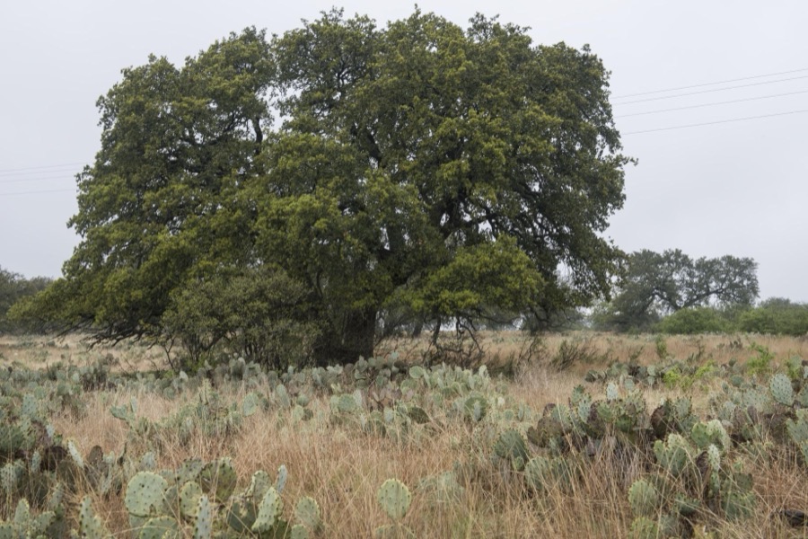 [Field full of cactus near Burnet in the Texas Hill Country