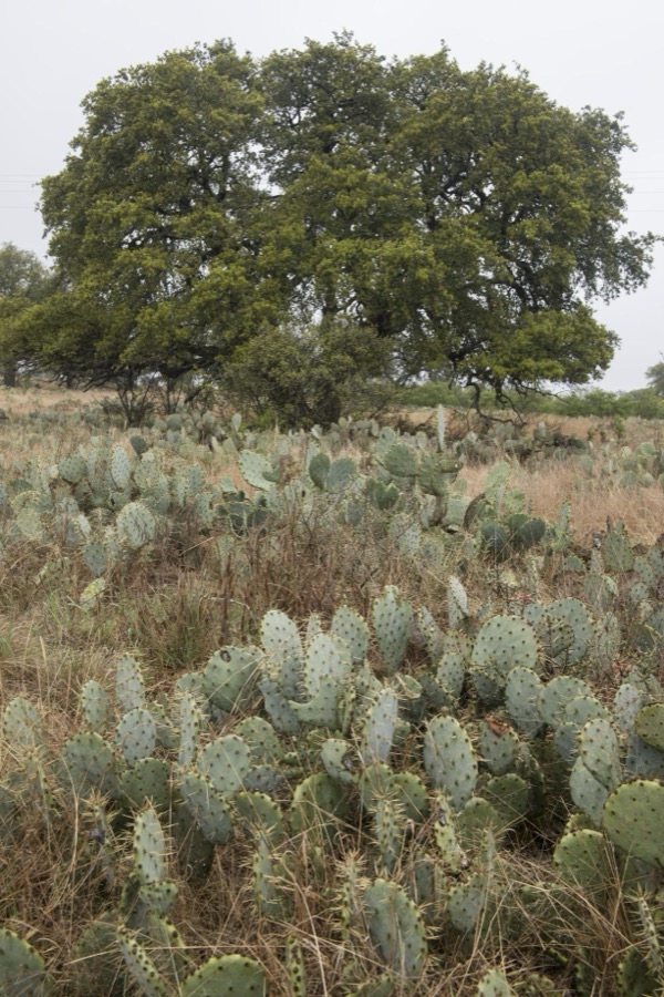 [Field full of cactus near Burnet in the Texas Hill Country