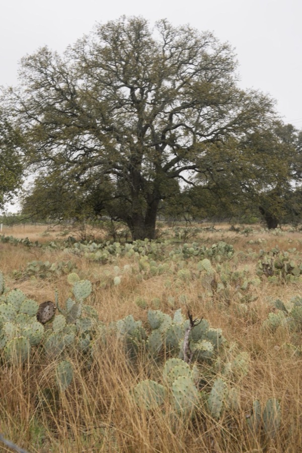 [Field full of cactus near Burnet in the Texas Hill Country
