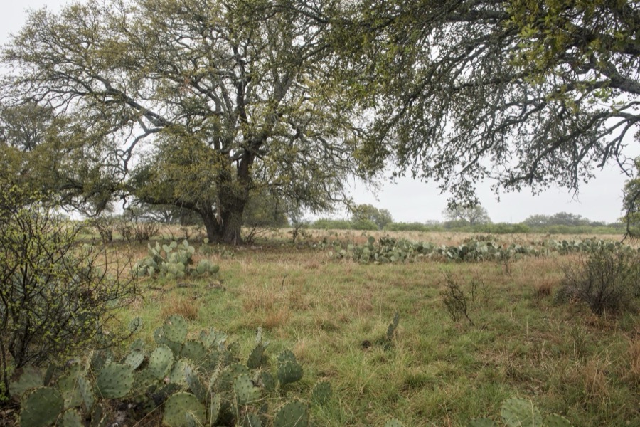 [Field full of cactus near Burnet in the Texas Hill Country