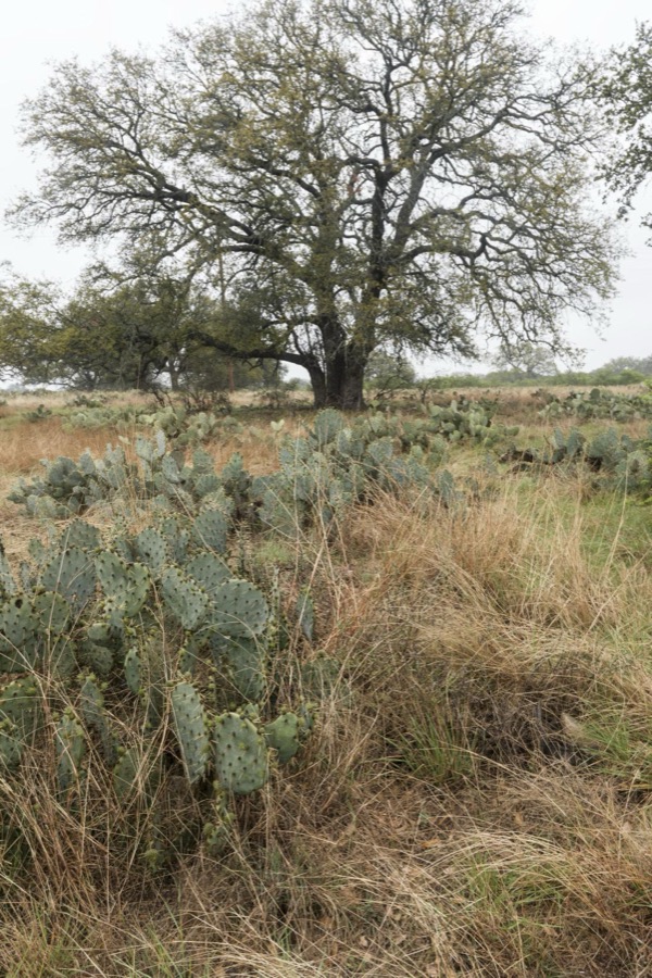 [Field full of cactus near Burnet in the Texas Hill Country