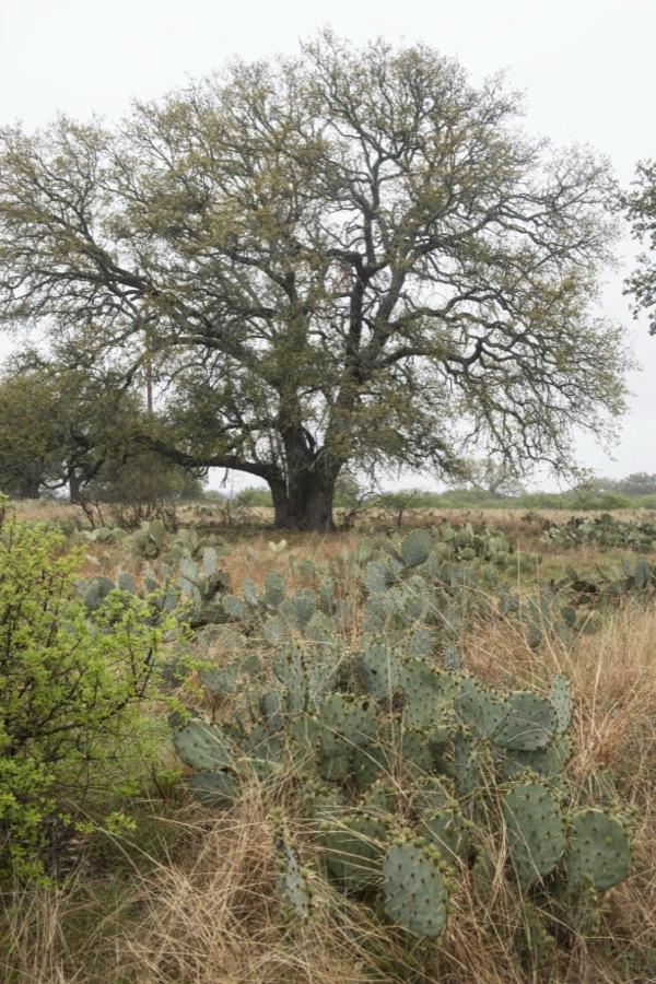Field full of cactus near Burnet in the Texas Hill Country