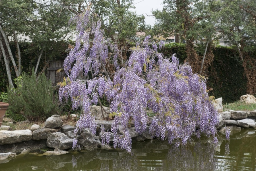 A rich array of wisteria shields a house in Burnet in the Texas Hill Country