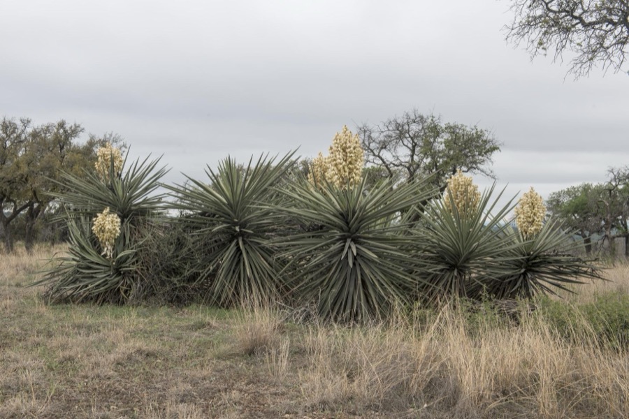 Blooming cactus in a field in the Texas Hill Country