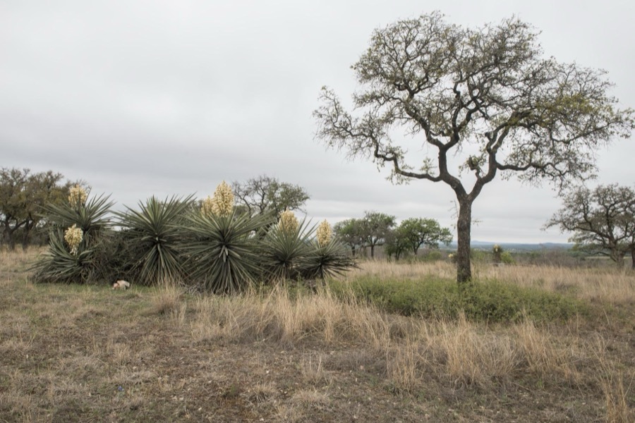 Blooming cactus in a field in the Texas Hill Country