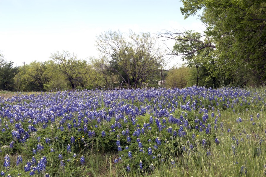 A pretty field of bluebonnets, the Texas State Flower, near Marble Falls in Burnet County in the Texas Hill Country