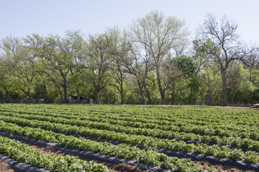 Strawberry field at Sweet Berry Farm near Marble Falls in Burnet County, Texas