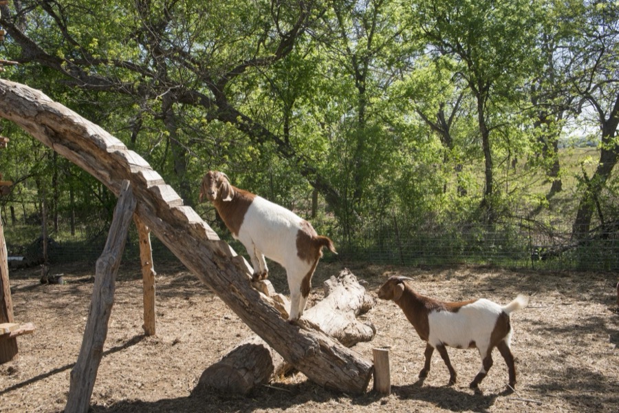 Goats, part of the attraction, along with fresh strawberries, at Sweet Berry Farm near Marble Falls in Burnet County, Texas