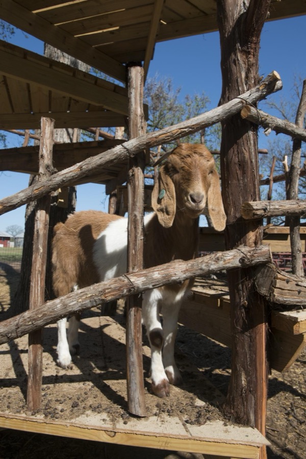 Goats, part of the attraction, along with fresh strawberries, at Sweet Berry Farm near Marble Falls in Burnet County, Texas