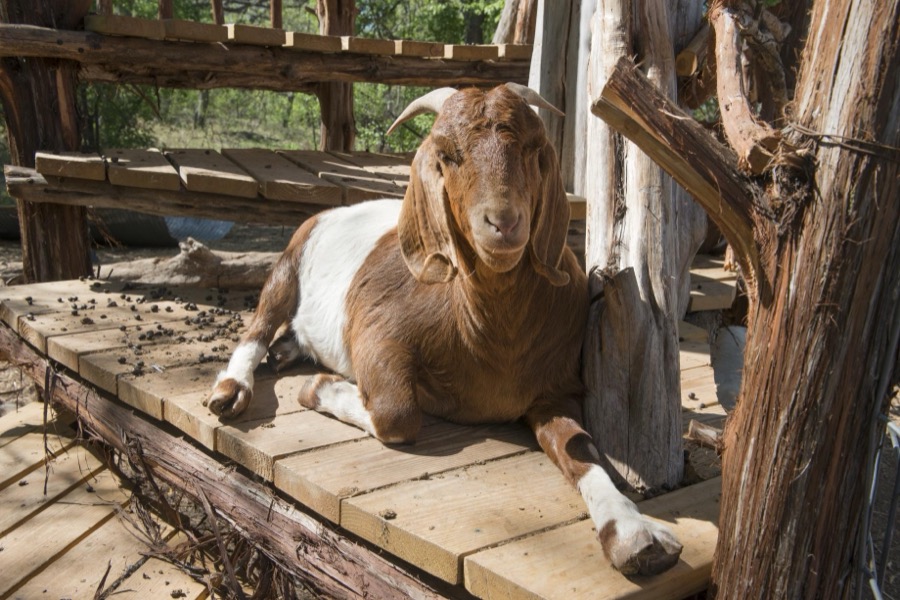 Goats, part of the attraction, along with fresh strawberries, at Sweet Berry Farm near Marble Falls in Burnet County, Texas