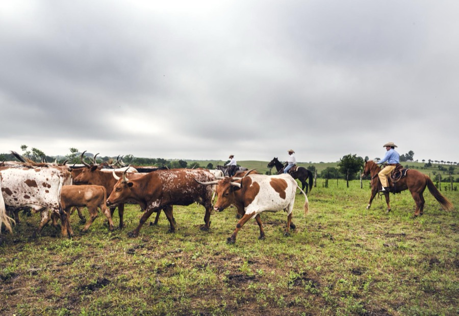 Cowhands drive longhorn steers at the 1,800-acre Lonesome Pine Ranch, a working cattle ranch that is part of the Texas Ranch Life ranch resort near Chappell Hill in Austin County, Texas