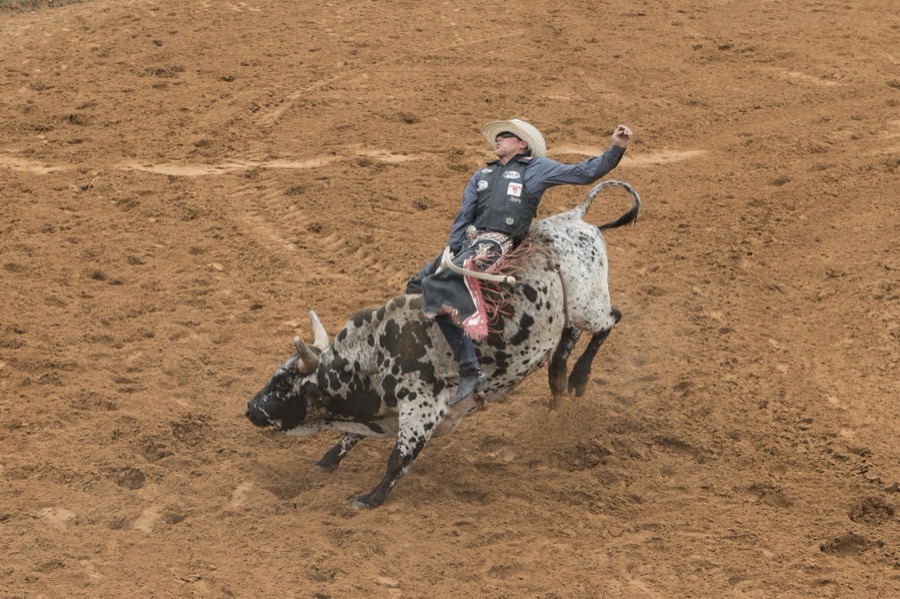 Scene from the "Bad Company Rodeo," part of the annual Poteet Strawberry Festival in Poteet, a small city in Atascosa County, Texas, near San Antonio