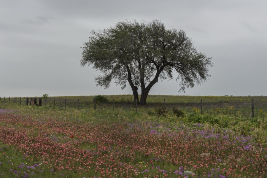Wildflower field near Poteet in Atascosa County, Texas