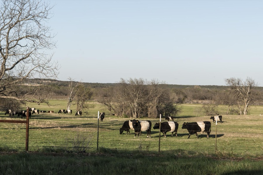 Distinctively banded cattle on a ranch in Bosque County in central Texas