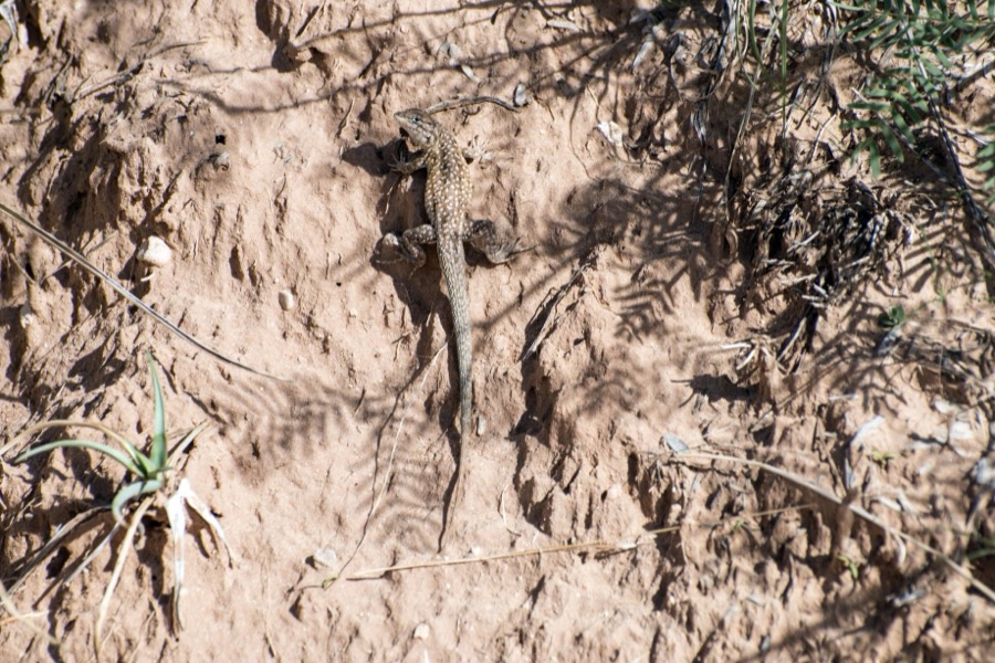 A lizard pauses to evaluate an intruder into its turf on the floor of Palo Duro Canyon in Armstrong County in the Texas panhandle