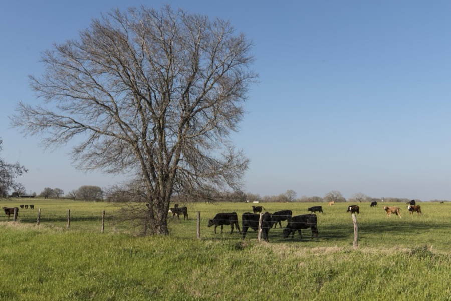 Rural scene near Caldwell in Burleson County, Texas