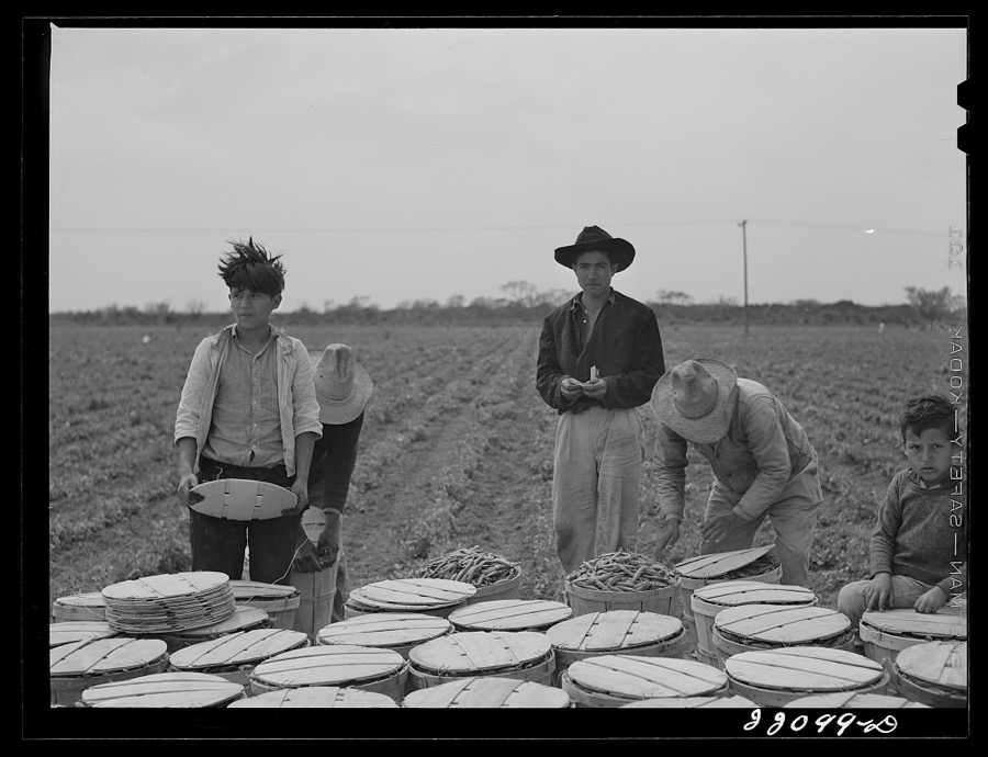 Brownsville, Texas (vicinity). Bean crop on a farm