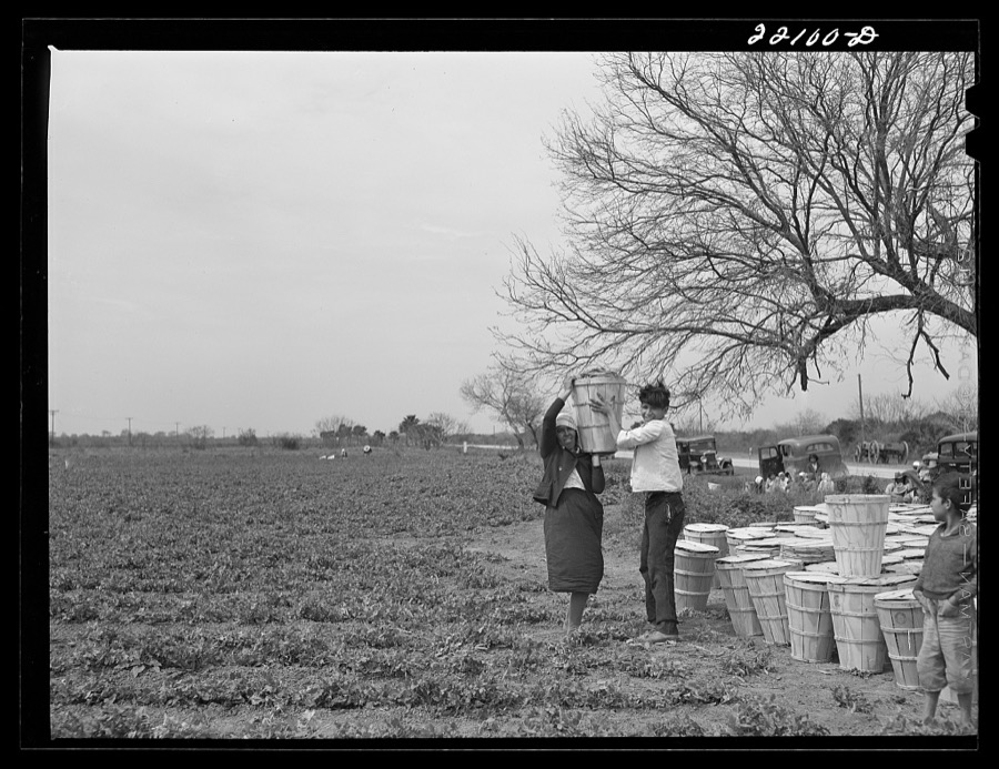 Brownsville, Texas (vicinity). Bean crop on a farm
