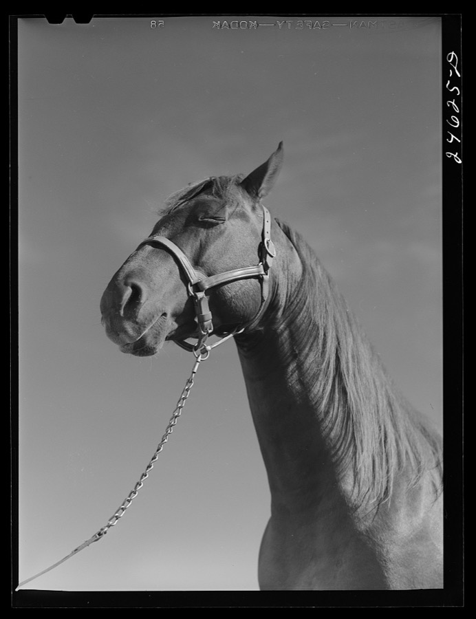 College Station, Texas. Texas Agricultural and Mechanical College. Horse