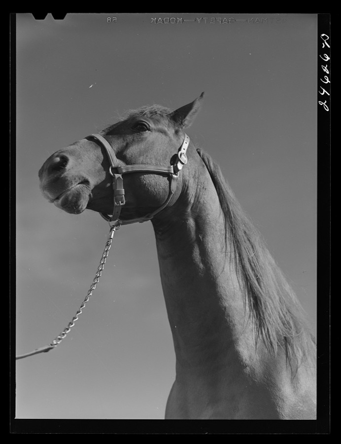 College Station, Texas. Texas Agricultural and Mechanical College. Horse