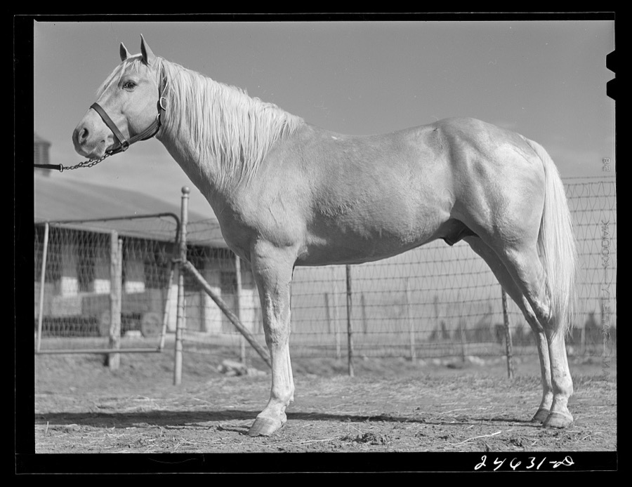 College Station, Texas. Texas Agricultural and Mechanical College. Horse