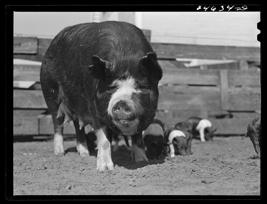 College Station, Texas. Texas Agricultural and Mechanical College. Sow and litter