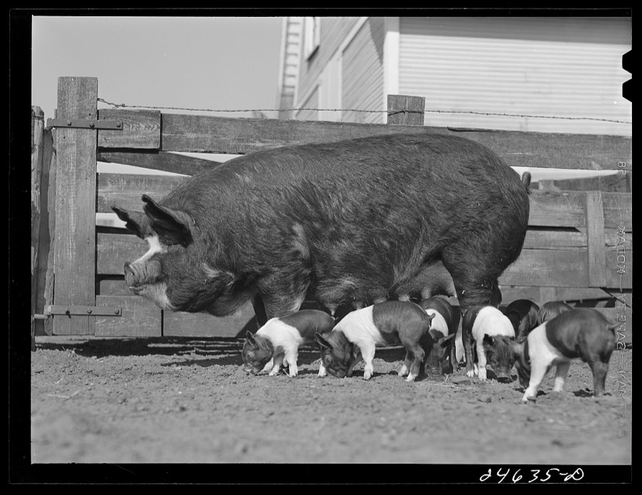 College Station, Texas. Texas Agricultural and Mechanical College. Sow and litter