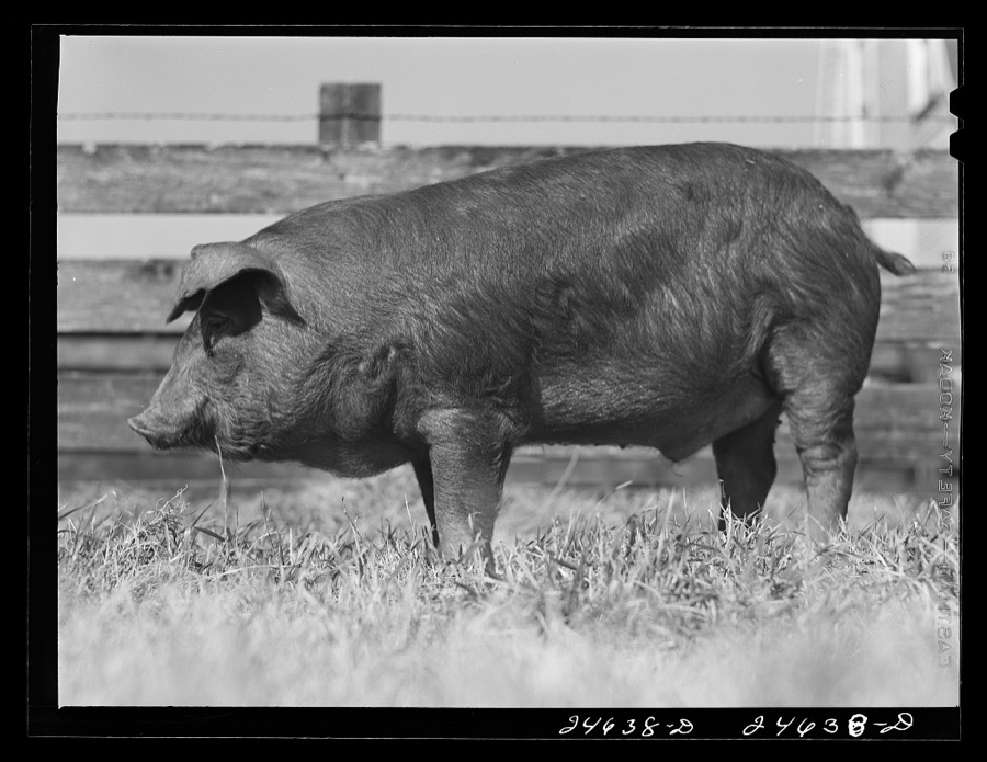 College Station, Texas. Texas Agricultural and Mechanical College. Pigs