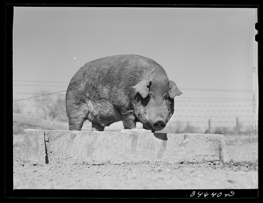 College Station, Texas. Texas Agricultural and Mechanical College. Boar