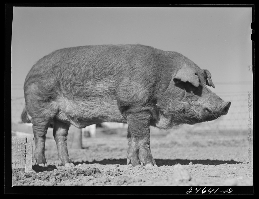 College Station, Texas. Texas Agricultural and Mechanical College. Boar