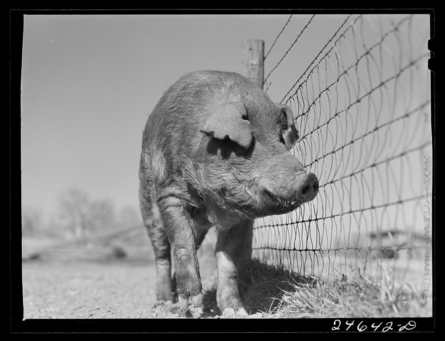 College Station, Texas. Texas Agricultural and Mechanical College. Boar