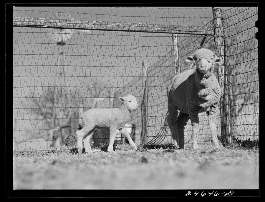 College Station, Texas. Texas Agricultural and Mechanical College. Ewe and lamb