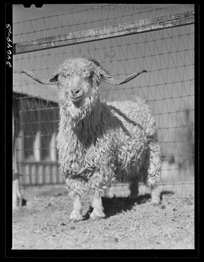 College Station, Texas. Texas Agricultural and Mechanical College. Goats