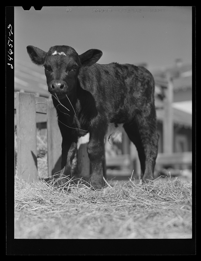 College Station, Texas. Texas Agricultural and Mechanical College. Calf