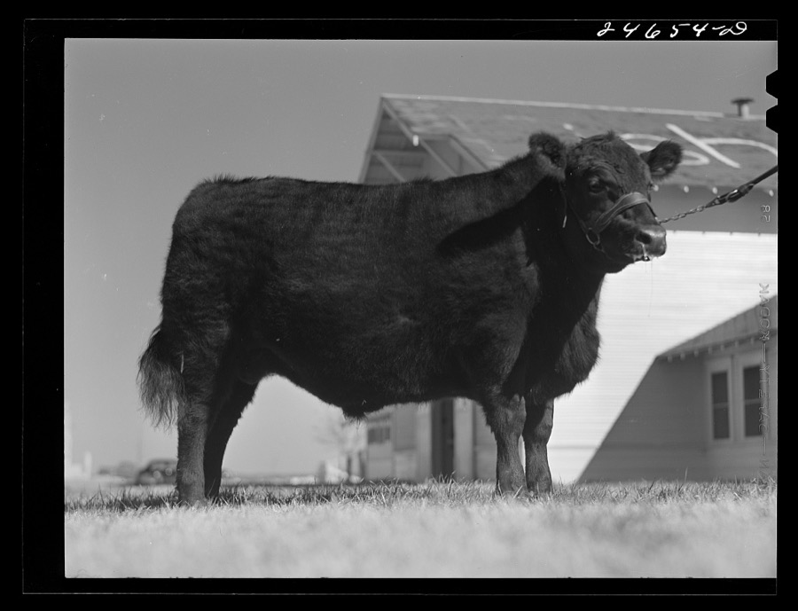 College Station, Texas. Texas Agricultural and Mechanical College. Bull calf