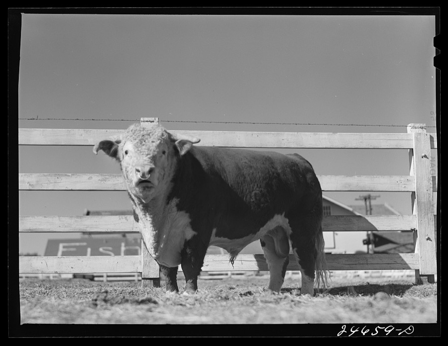 College Station, Texas. Texas Agricultural and Mechanical College. Bull calf