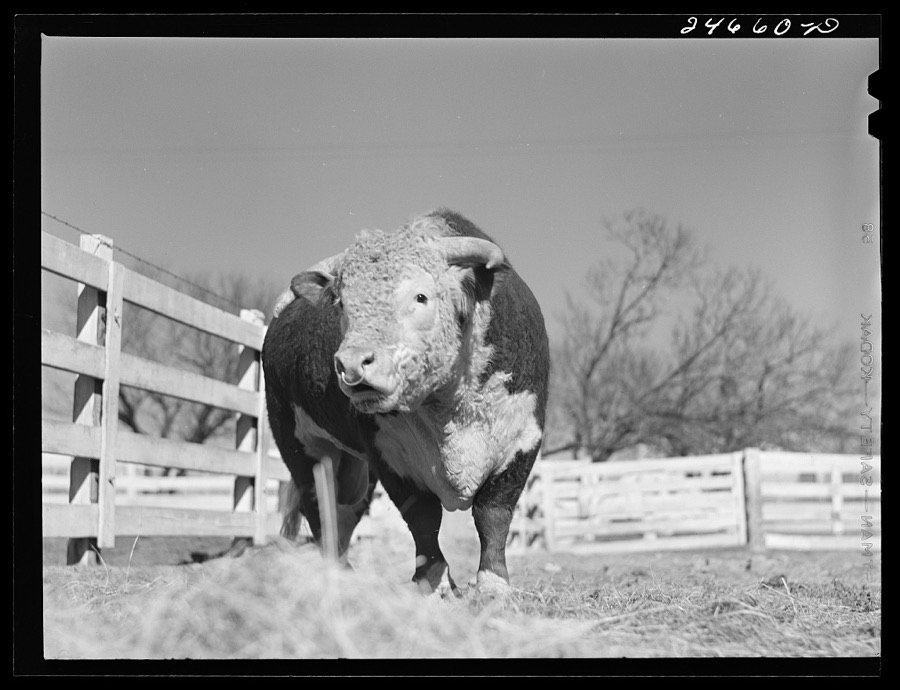 College Station, Texas. Texas Agricultural and Mechanical College. Bull calf
