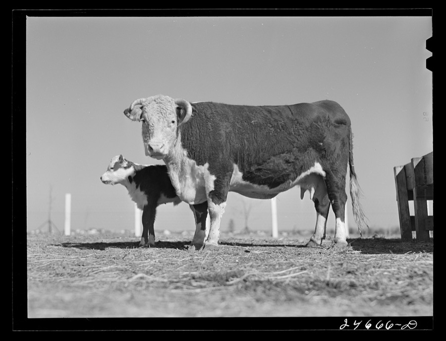 College Station, Texas. Texas Agricultural and Mechanical college. Cow and calf