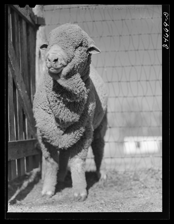 College Station, Texas. Texas Agricultural and Mechanical college. Ram