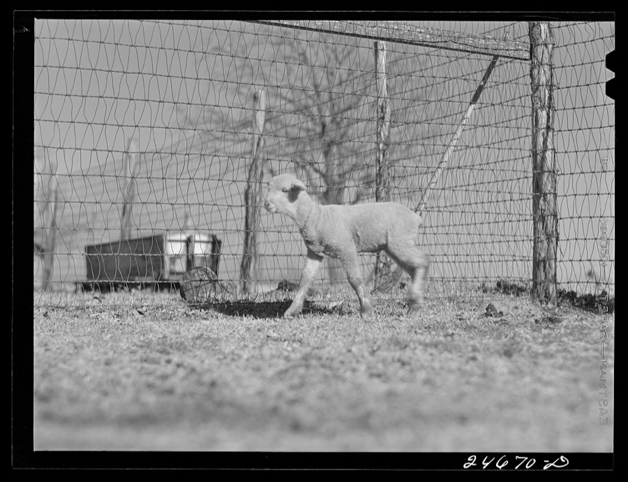 College Station, Texas. Texas Agricultural and Mechanical college. Sheep