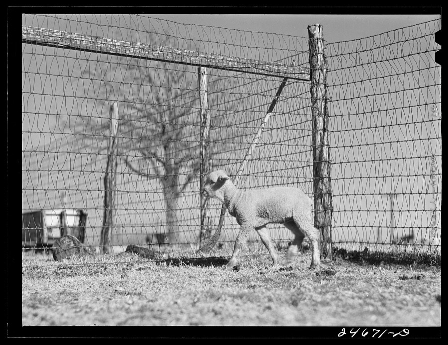 College Station, Texas. Texas Agricultural and Mechanical college. Sheep