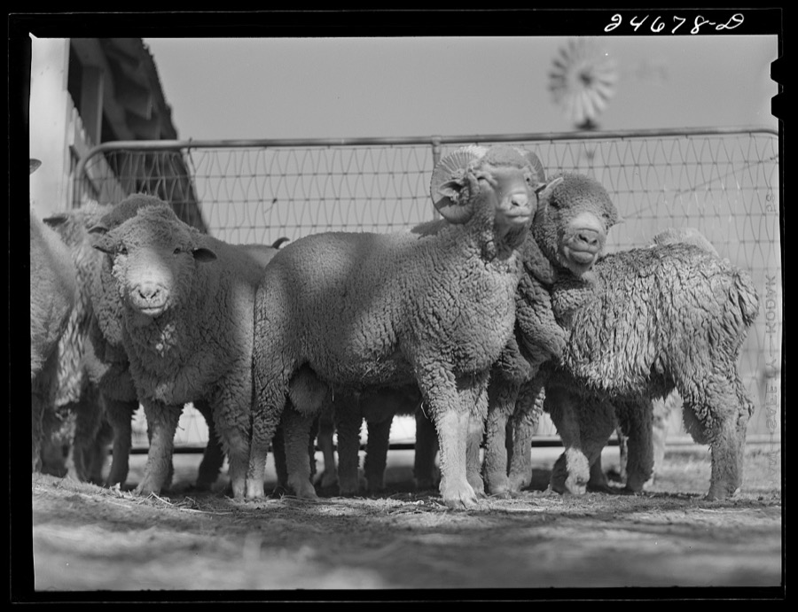 College Station, Texas. Texas Agricultural and Mechanical college. Sheep