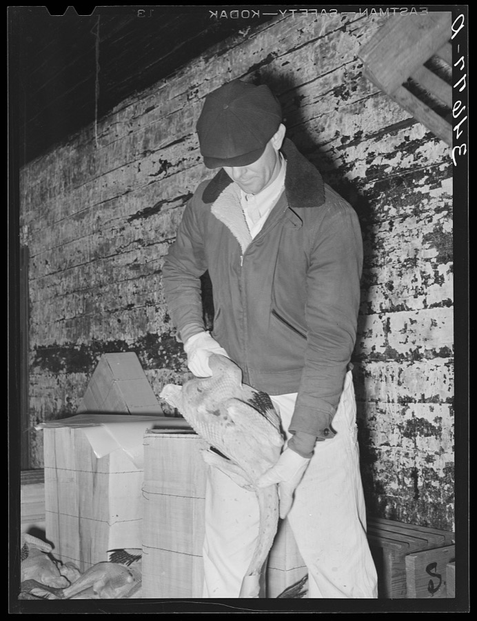 Grading turkeys at cold storage plant. Brownwood, Texas